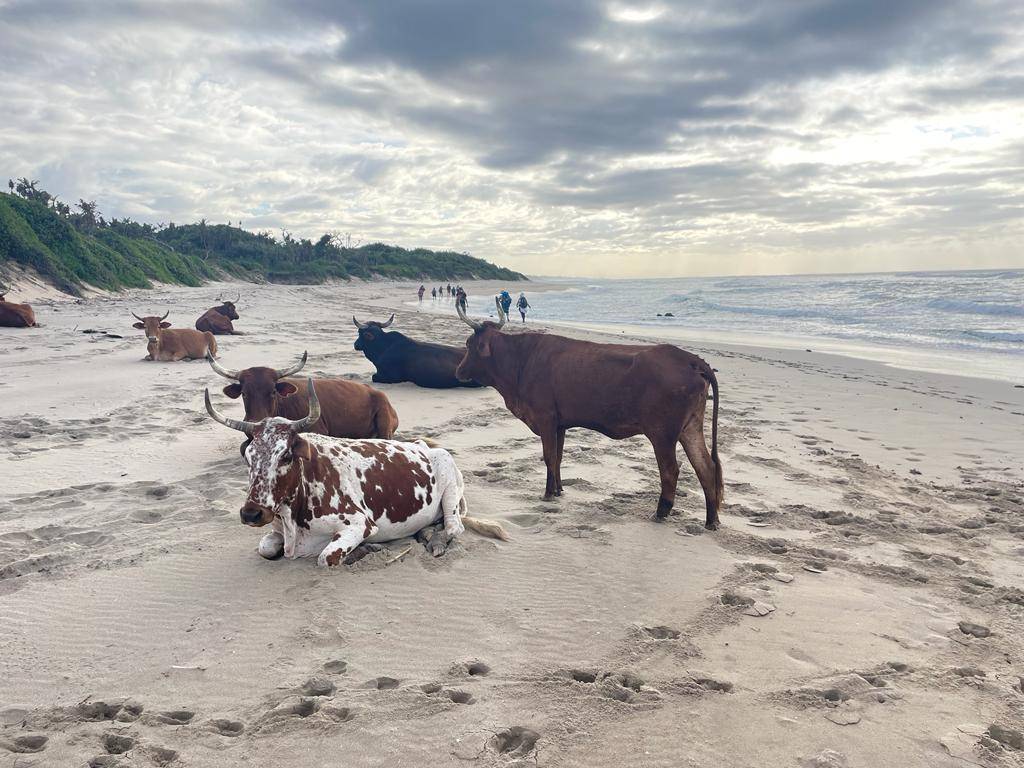 Cattle on the beach