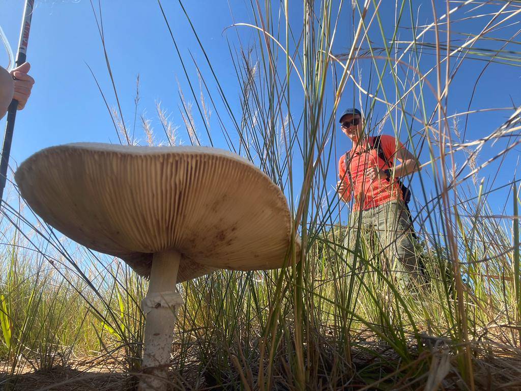 Giant mushroom
